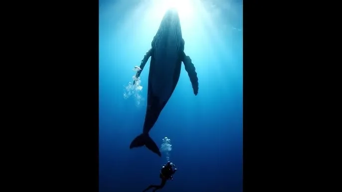 桃叶 ももは - 深蓝星球：探索海洋深处的未知世界